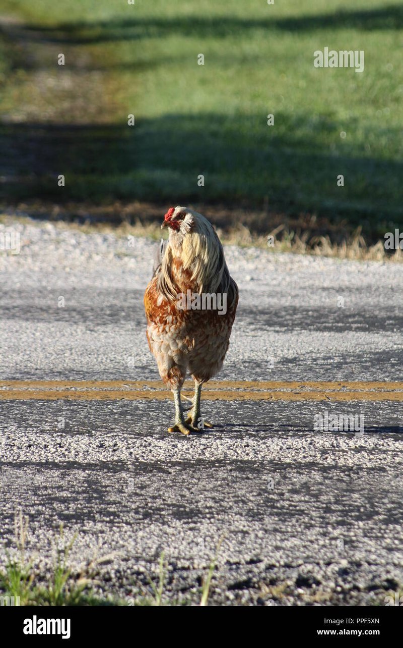Descubre el Emocionante Juego de Azar de Chicken Road en España