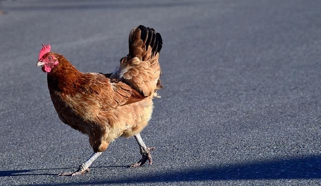Image: Descubre en España el Juego de Aventuras de la Ruta del Pollo